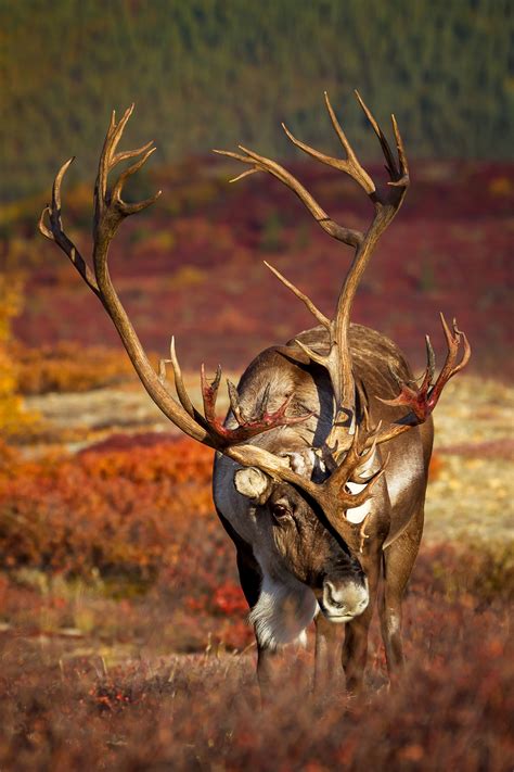 Large Caribou In Fall Color In Denali Fine Art Photo Print | Photos by Joseph C. Filer