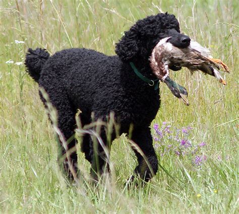 Tweed Water Spaniel hunting photo and wallpaper. Beautiful Tweed Water Spaniel hunting pictures