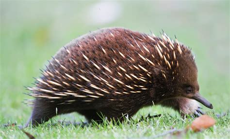 Researchers Sequence Platypus and Echidna Genomes | Genetics | Sci-News.com