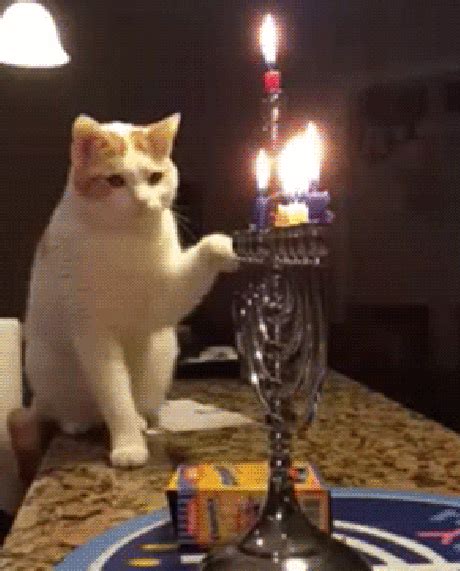 7 Best Cat Gifs of the Week – 21st March 2015