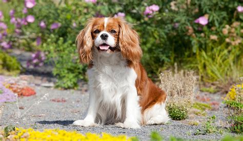 Cavalier King Charles Spaniel Information & Insurance Guide ...