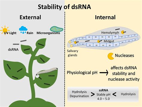 √無料でダウンロード！ double stranded rna virus examples 284764-Double stranded ...