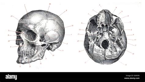 Homo sapiens sapiens skull hi-res stock photography and images - Alamy