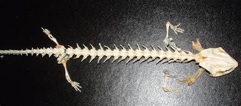 Axolotl skeleton. Something interesting about this image is that the gill filaments have some ...