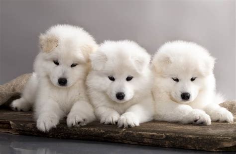 Complete Guide To The Samoyed: Care, Grooming, Exercise and More – Dog Breeds Central