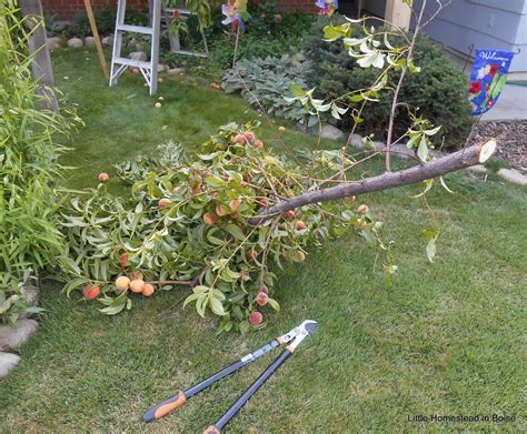 Little Homestead In Boise : Saving Our Peach Tree, Harvesting & Freezing Time, A Short Mountain ...