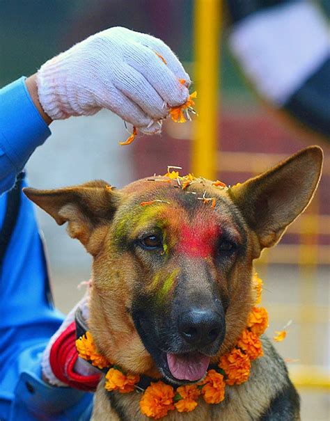 Dogs Are Celebrated in Nepal’s Kukur Tahir Festival