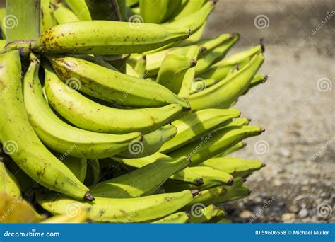 Green plantain or maduro stock photo. Image of green - 59606558