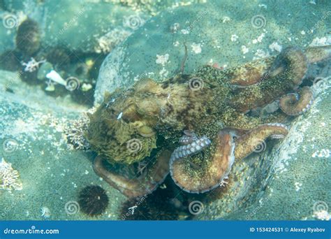 Diving and Underwater Photography, Octopus Under Water in Its Natural Habitat Stock Image ...