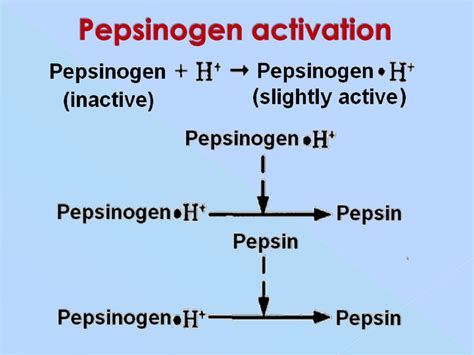 Protein and amino acid metabolism - online presentation