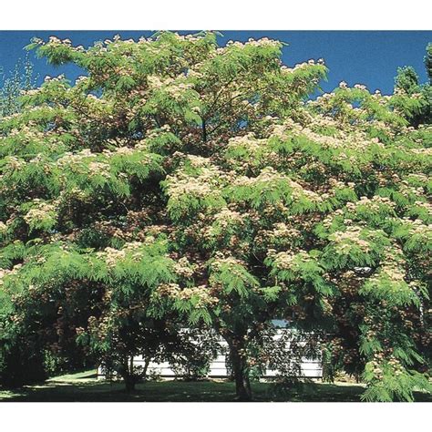 3.63-Gallon Pink Mimosa Flowering Tree in Pot (With Soil) (L1103) at Lowes.com