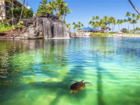 Waikoloa Beach & Saltwater Lagoon | Hilton Waikoloa Village Hawaii Resort