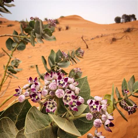 Desert Flowers, RAK, UAE