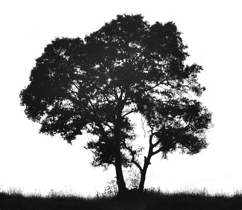 Free Tree silhouette Stock Photo - FreeImages.com