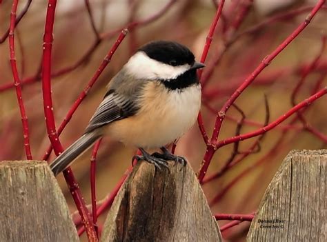 Black-Capped Chickadee...Massachusetts State Bird | Black capped ...