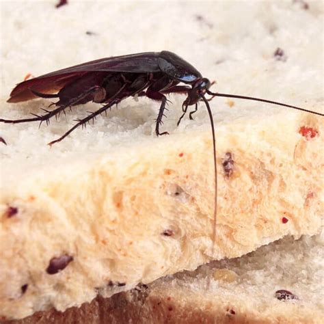 How to Get Rid of the Most Common Pantry Pests