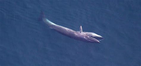 | Sei Whale Photos | Whale, Endangered whales, Great whale