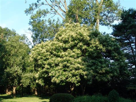 Japanese chestnut in flower | Chestnut trees, Chestnut, Japanese