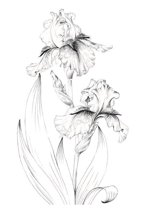 Iris flower sketch, large print, line drawing, Botanical Prints, a1 ...