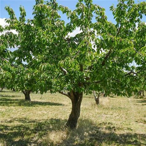 Bing Cherry | Bing cherries, Cherry tree, Trees to plant