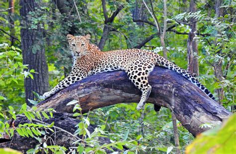 Leopards In Satpura | Leopard Safari In Satpura