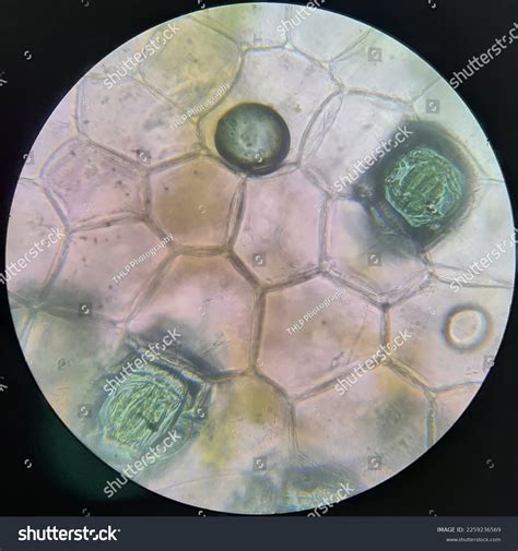 Epidermal Cells Rhoeo Leaf Under Light Stock Photo 2259236569 | Shutterstock