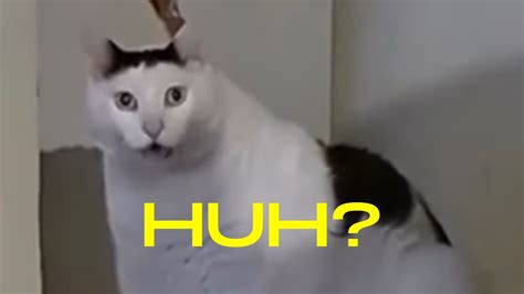 Huh? Cat: Video Gallery | Know Your Meme