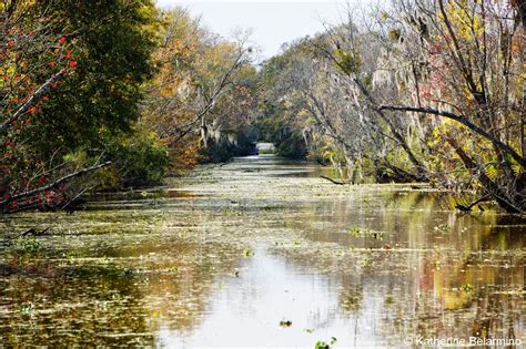 Alligator Hunting on a New Orleans Swamp Tour | Travel the World