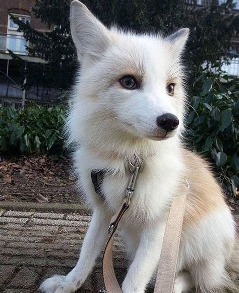 White fox pet - posted in the aww community