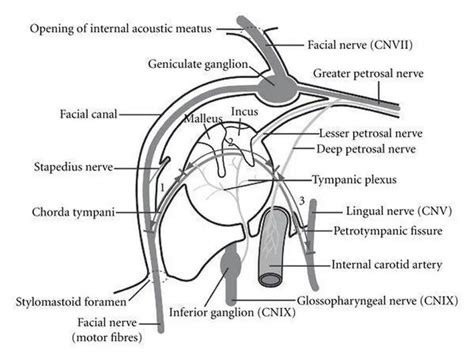 Pictures Of Chorda Tympani Nerve