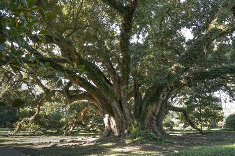 Live Oak Trees planting acorns from the best trees | The Heart of Louisiana