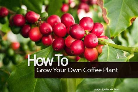 Coffee Plant Care: How To Grow A Coffee Tree Indoors and Out [GUIDE] – Best Garden Info