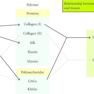 Natural polymers: structure and function. | Download Scientific Diagram