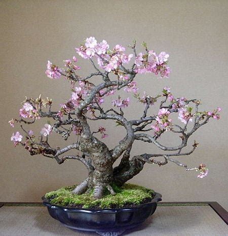 Cherry Blossom Bonsai Trees | Bonsai Tree Gardener