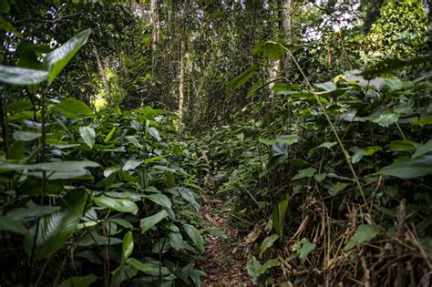 A Third of Tropical Africa’s Plants At Risk of Extinction - Yale E360