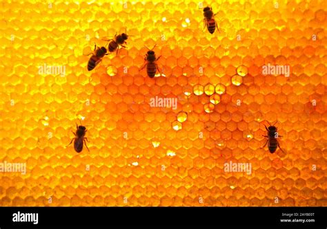 Australian native bee hive hi-res stock photography and images - Alamy