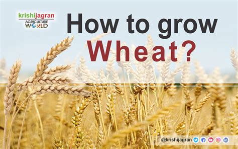 How to grow Wheat?