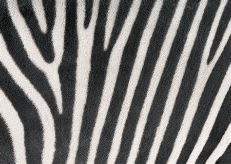 Glenn Nagel Photography | "Zebra Stripes" Wins Photo of the Day!