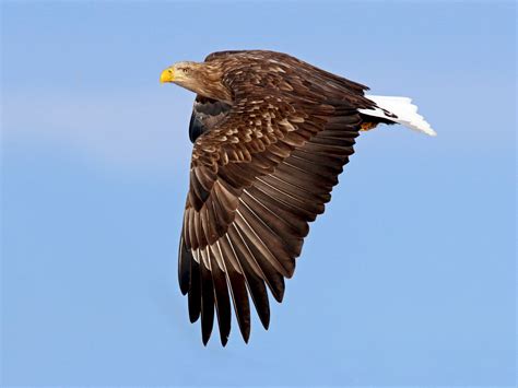 White-tailed Eagle - eBird