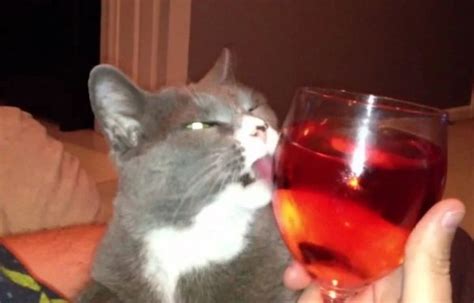 Top 10 Images of Cats Drinking Wine