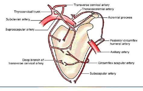 THE ANASTOMOSES AROUND THE SCAPULA | Anatomy | Mbbs 1st year