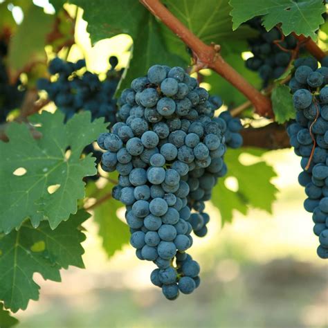 Cabernet Sauvignon Grafted Grapevines - Double A Vineyards