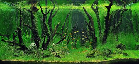 The World’s Best Aquariums | Jardin aquatique, Aquarium poisson, Paludarium