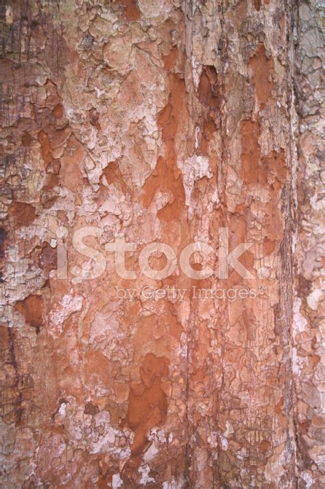 Wood Texture Stock Photo | Royalty-Free | FreeImages