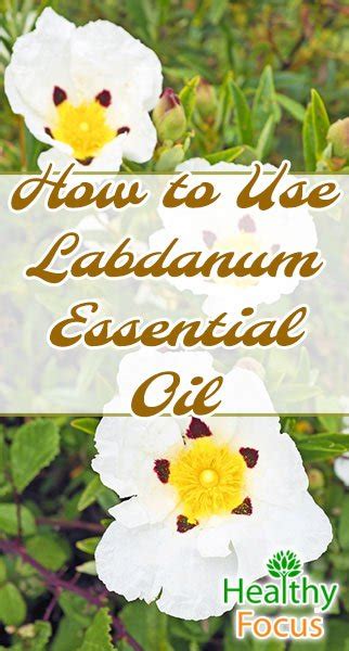 6 Uses for Labdanum Essential oil - Healthy Focus