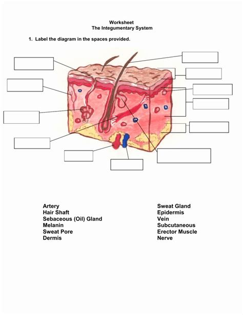 Integumentary System Coloring Worksheet - Printable Word Searches