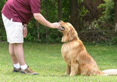 Important Facts on Golden Retriever Training - Golden Retriever Dogs