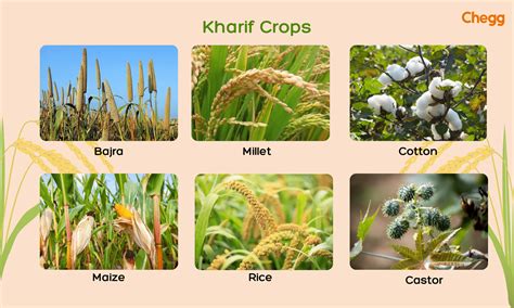 3 Essential Crop Seasons in India: Rabi, Kharif and Zaid