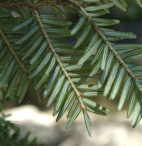 Tsuga canadensis (Pinaceae) image 182118 at PhytoImages.siu.edu