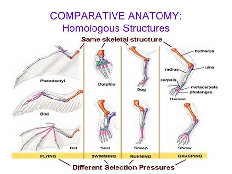 Comparative Anatomy